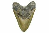 Serrated, Fossil Megalodon Tooth - North Carolina #352410-1